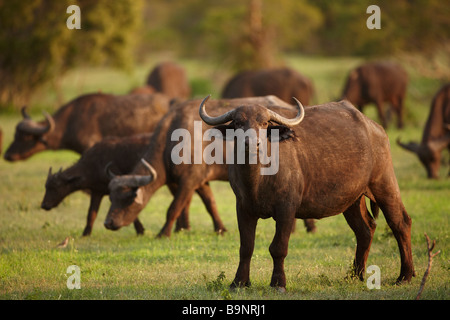 Mandria di bufali africani, Kruger National Park, Sud Africa Foto Stock