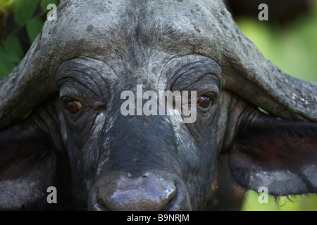 Ritratto di un Africano di Buffalo, Kruger National Park, Sud Africa Foto Stock