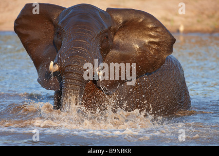 Aggressiva di elefante in un waterhole, Kruger National Park, Sud Africa Foto Stock