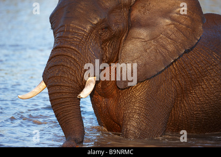 Elephant wallowing in un waterhole, Kruger National Park, Sud Africa Foto Stock