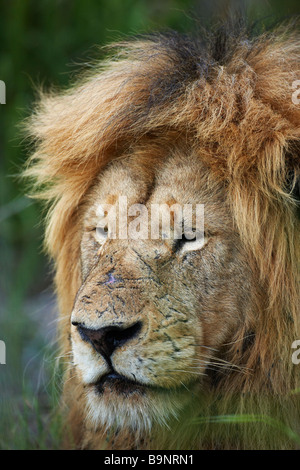 Ritratto di un pensieroso leone maschio in appoggio nel bush, il Parco Nazionale Kruger, Sud Africa Foto Stock