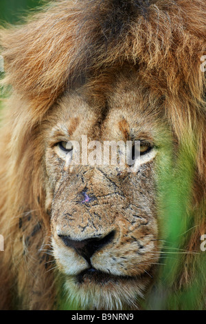 Ritratto di un pensieroso leone maschio in appoggio nel bush, il Parco Nazionale Kruger, Sud Africa Foto Stock