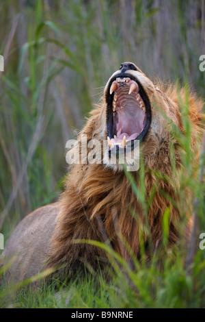 Lion sbadigli nel bush, il Parco Nazionale Kruger, Sud Africa Foto Stock