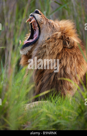 Ritratto di un leone che sbadiglia nella boccola, Kruger National Park, Sud Africa Foto Stock