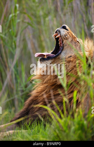 Ritratto di un maschio di leone a sbadigliare nella boccola, Kruger National Park, Sud Africa Foto Stock