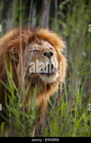 Ritratto di un maschio di leone ruggente nella boccola, Kruger National Park, Sud Africa Foto Stock