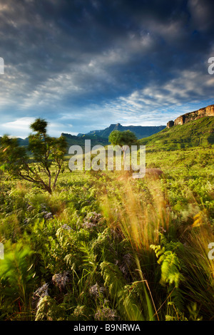 L'Anfiteatro, Royal Natal National Park, Drakensberg Mountains, KwaZulu Natal, Sud Africa Foto Stock