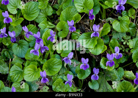 Dolce Mammola Viola odorata in primavera sulla banca di bosco Dorset Foto Stock