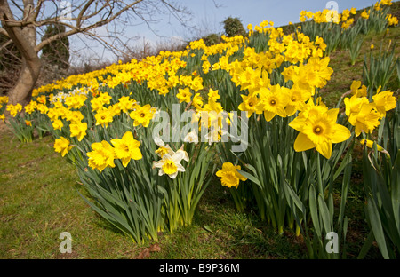 Banca grande fioritura di narcisi in sole primaverile Woodmancote REGNO UNITO Foto Stock