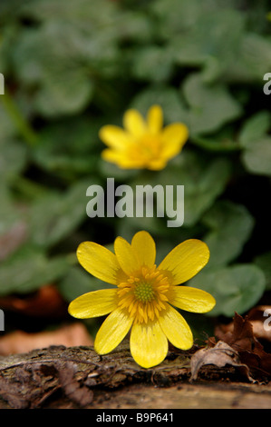 Ranunculus ficaria - lesser celandine Foto Stock