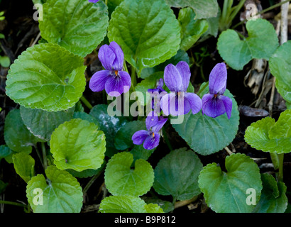 Dolce Mammola Viola odorata in primavera sulla banca di bosco Dorset Foto Stock