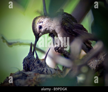 Black chinned hummingbird alimentazione principale Foto Stock