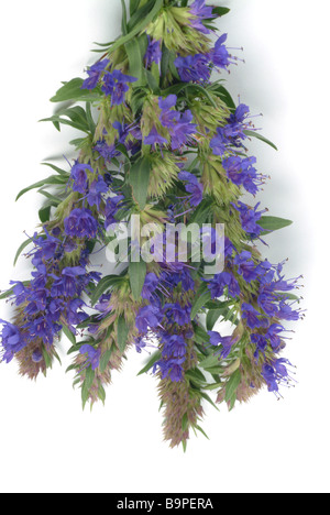 Pianta medicinale Ysop issopo Hyssopus officinalis Foto Stock