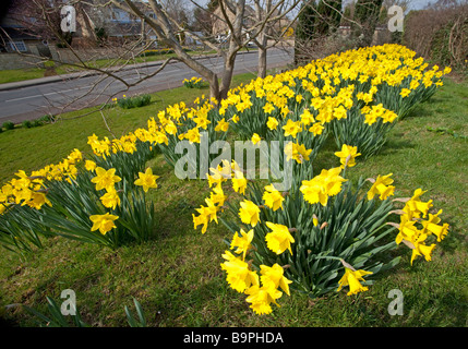 Banca grande fioritura di narcisi in primavera sole vicino alla strada principale Woodmancote REGNO UNITO Foto Stock