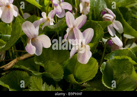 Dolce Mammola Viola odorata in primavera sulla banca di bosco Dorset Foto Stock
