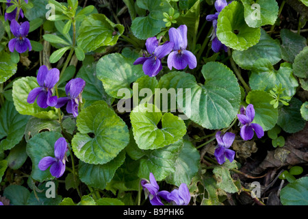 Dolce Mammola Viola odorata in primavera sulla banca di bosco Dorset Foto Stock