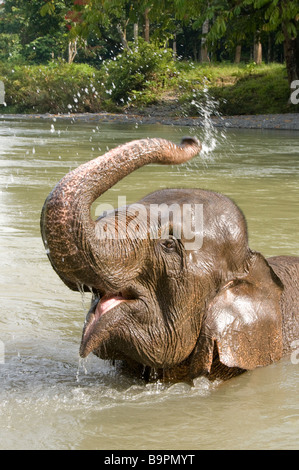 Elefante di Sumatra la balneazione nel fiume presso Tangkahan Foto Stock