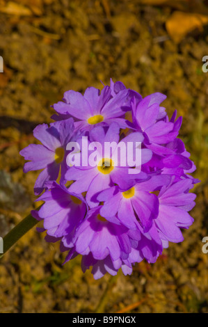 Primula denticulata Primula himalayana viola Foto Stock