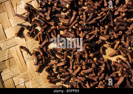 Indonesia, Bali, Munduk, i chiodi di garofano essiccamento Foto Stock