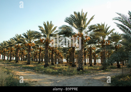 Giordania Israele Valley Kibbutz Ashdot Yaacov Data Palm Phoenix dactylifera plantation Foto Stock
