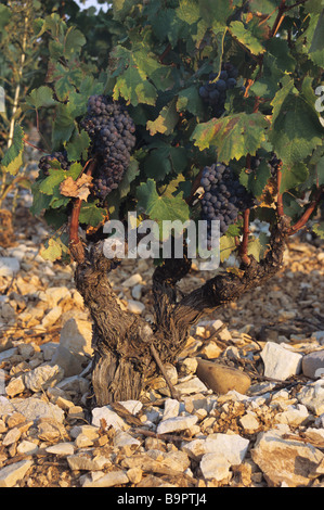 Tavel uve & Viticoltura sul terreno pietroso, Côtes-de-Rhône, Gard, Francia Foto Stock