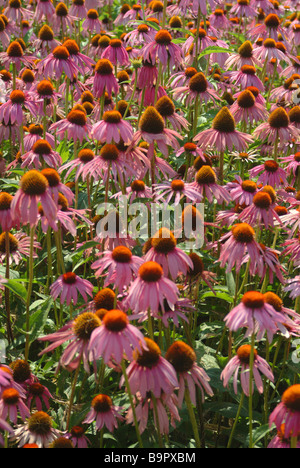 Pianta medicinale Roter Sonnenhut Rudbeckia viola conflower Echinacea purpurea Foto Stock