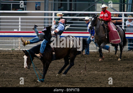 Cowboy rides strappi bronco Cody Nite Rodeo Wyoming USA Foto Stock