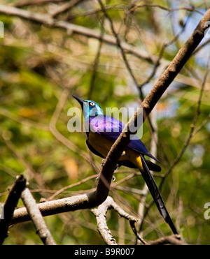 Starling appollaiate sul ramo,Florida, Stati Uniti d'America Foto Stock