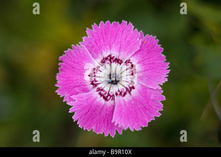 Rosa alpina Dianthus Alpinus Foto Stock