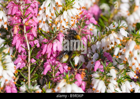 Un Ape su Erica Carnea Inverno Heath Heather raccogliendo il polline Ericas Foto Stock