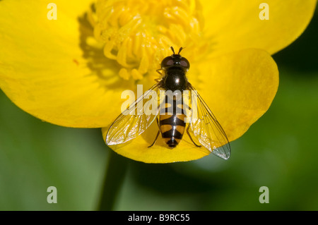 Hover fly 'Melangyna viridiceps " close-up su Buttercup Foto Stock