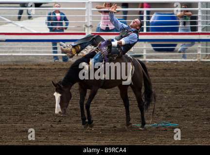 Cowboy rides strappi bronco Cody Nite Rodeo Wyoming USA Foto Stock