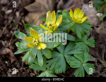 Aconitum invernale, Lupo's Bane o inverno Wolfesbane, Eranthis hyemalis, Ranunculaceae Foto Stock