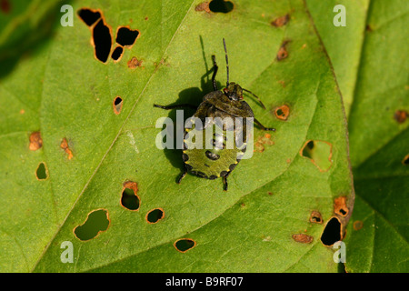 La Ninfa uno stadio di 4 età del verde Shieldbug Palomena prasina crogiolarsi al sole su una foglia Foto Stock