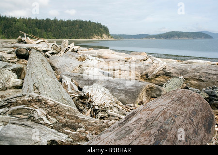 Driftwood sulla spiaggia - Spencer Spit parco dello stato - Lopez Island, Washington Foto Stock