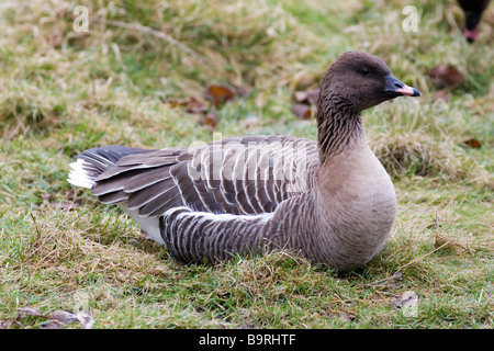 Rosa-footed Goose Anser brachyrhynchus Foto Stock