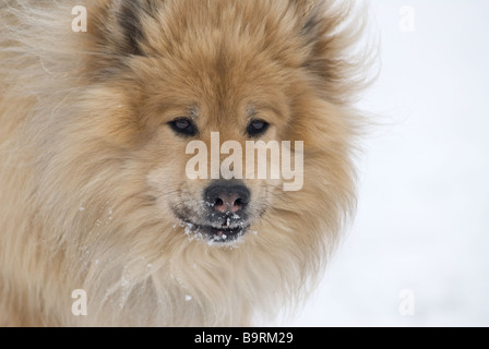 Un marrone cane eurasier guardando direttamente nella fotocamera con neve sulla sua bocca su uno sfondo innevato Foto Stock