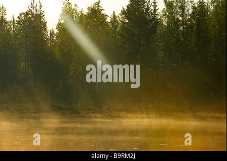 Alba nella taiga forest Finlandia Foto Stock