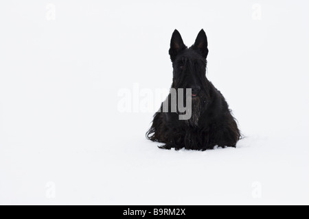 Scottish terrier nella neve Foto Stock