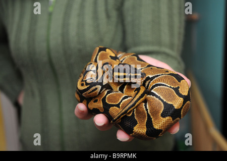 Donna che mantiene royal python snake anche chiamato sfera python. Nome latino: Python regius Foto Stock