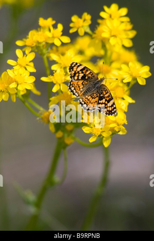 Farfalle e fiori - Northrup Canyon Trail - Steamboat Rock State Park, Washington Foto Stock