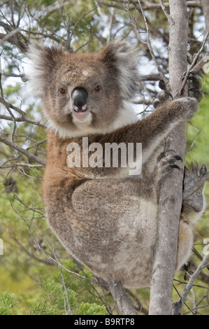 Il Koala 'Phascolarctos cinereus' sul naturale di eucalipti tree Foto Stock