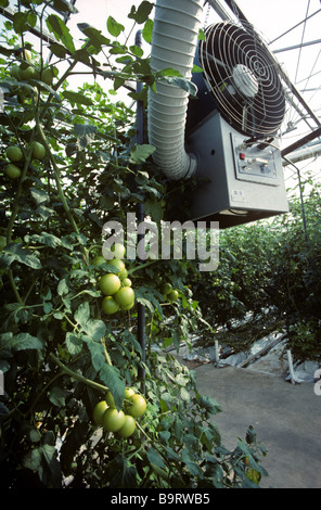 La ventola del riscaldatore condotti in grandi commerciale serra di pomodoro Foto Stock