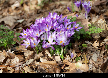 Viola di Crochi, Crocoideae, Iridaceae Foto Stock