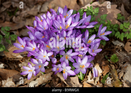 Viola di Crochi, Crocoideae, Iridaceae Foto Stock