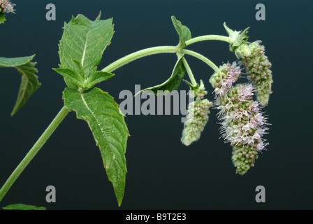 Pianta medicinale cavallo menta menta biblica lungo lasciato Roßminze menta Mentha incana silvestris Foto Stock