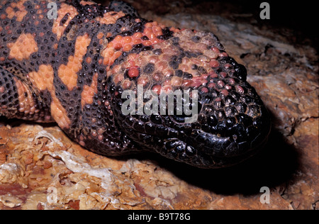 Gila Monster, Heloderma suspectum, Helodermatidae, USA, Messico Foto Stock