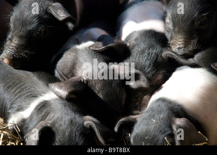 Maialino di suinetti di maiale pancetta di maiale baby poco carino pelo nero rosa sun famiglia sonno il fratello la sorella gioca farm mangiare mettetevi comodi oink suina Foto Stock