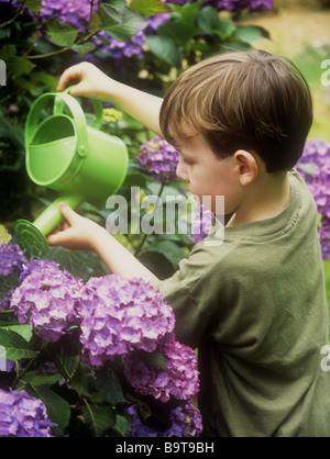 Giovane ragazzo annaffiatura idrangea cespugli all'aperto nel Regno Unito Foto Stock