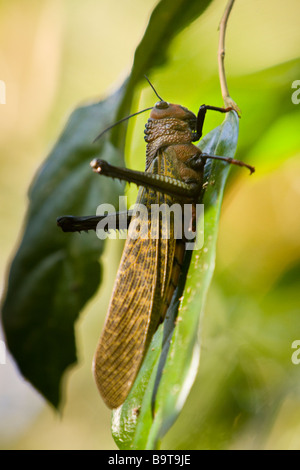 Gigante di Cricket marrone o gigante grasshopper (Tropidacris dux) su una foglia in Manuel Antonio National Park in Puntarenas, Costa Rica. Foto Stock